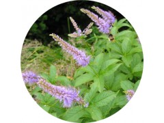 陕西慧科供应 雷公藤提取物