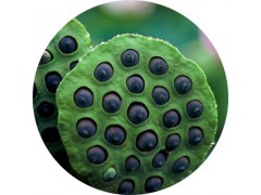 陕西慧科供应 莲子提取物