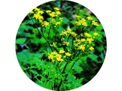 陕西慧科供应 刘寄奴提取物