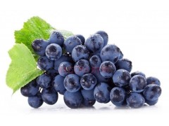 高品质葡萄籽提取物原花青素OPC 95%