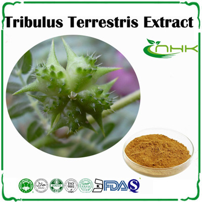 工厂供应 刺蒺藜提取物刺 蒺藜皂甙40%-90%