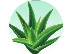 陕西慧科供应 芦荟提取物
