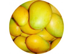 陕西慧科供应 芒果提取物