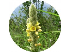 陕西慧科供应 毛蕊花提取物