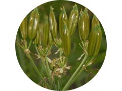 陕西慧科供应 没药提取物