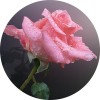 陕西慧科供应 玫瑰花提取物