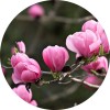 陕西慧科供应 木兰花提取物