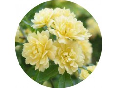 陕西慧科供应 木香提取物