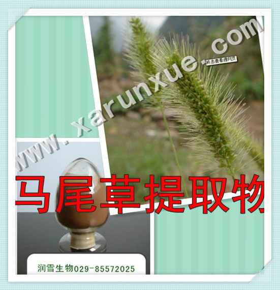 润雪生物 马尾草/狗尾草浓缩粉10：1提取物，批发五折起