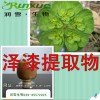 润雪生物 泽漆提取物/欢迎批发，量大优惠厂家直销