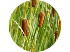 陕西慧科供应 蒲黄提取物