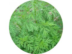 陕西慧科供应 青蒿提取物