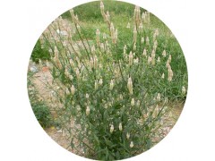 陕西慧科供应 青箱子提取物