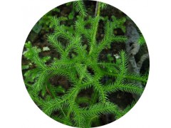 陕西慧科供应 伸筋草提取物