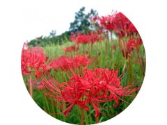 陕西慧科供应 石蒜提取物