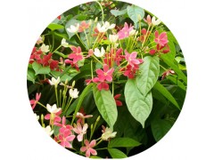 陕西慧科供应  使君子取物