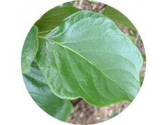 陕西慧科供应 柿子叶提取物