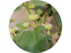 陕西慧供应 蜀葵叶提取物