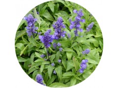 陕西慧科供应 鼠尾草提取物