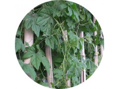 陕西慧科供应 丝瓜藤提取物