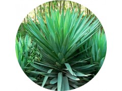 陕西慧科供应 丝兰提取物