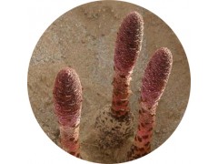 陕西慧科供应 锁阳提取物