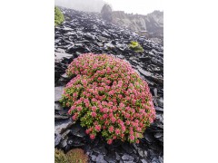 红景天提取物苷1%-5%，络塞维总3%甙1%