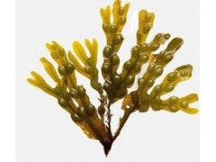 天丰供应 食品着色剂  墨角藻提取物  岩藻黄质50%