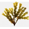 天丰供应 食品着色剂  墨角藻提取物  岩藻黄质50%