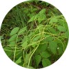 陕西慧科供应 菟丝子提取物
