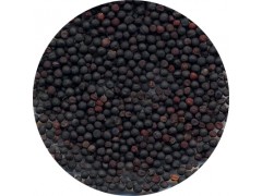 陕西慧科供应 王不留行提取物