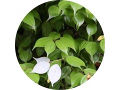 陕西慧科供应 乌药提取物