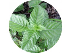 陕西慧科供应 仙草提取物