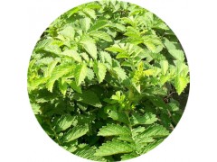 陕西慧科供应 仙鹤草提取物