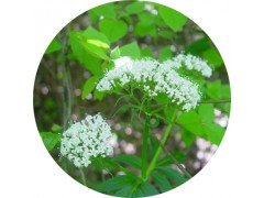 陕西慧科供应 缬草酸提取物