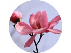 陕西慧科供应 辛夷花提取物