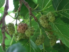 陕西慧科供应 荨麻提取物