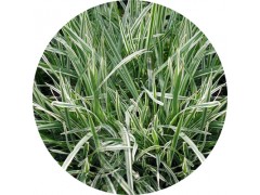 陕西慧科供应 燕麦草提取物