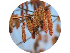 陕西慧科供应 杨树花提取物