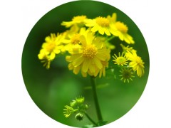 陕西慧科供应 野菊花提取物