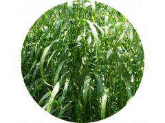 陕西慧科供应 薏米仁提取物