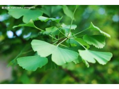 陕西慧科供应 银杏提取物
