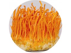 陕西慧科供应 蛹虫草提取物