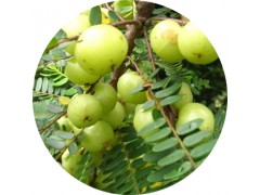 陕西慧科供应余甘子提取物