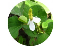 陕西慧科供应 鱼腥草提取物