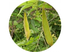 陕西慧科供应 皂角提取物