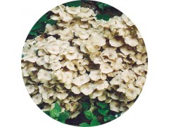 陕西慧科供应 猪苓提取物