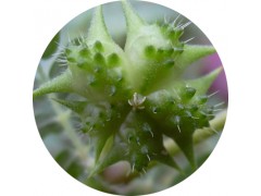 陕西慧科供应 刺蒺藜提取物