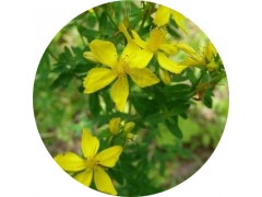 陕西慧科供应 贯叶连翘提取物