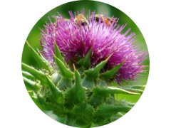 陕西慧科供应 水飞蓟提取物